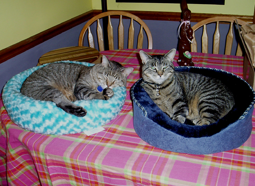 kitties!